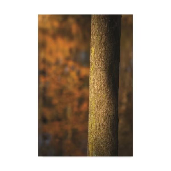 Thom Sivo 'Forest Light' Canvas Art, 30x47, Trademark Fine Art, Mfr#: TS00080-C3047GG